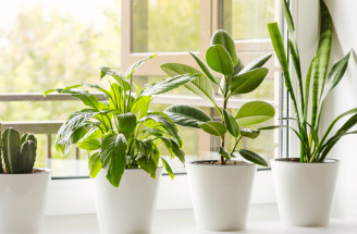 Čo s izbovými rastlinami počas dovolenky? TAKTO prežijú bez ujmy