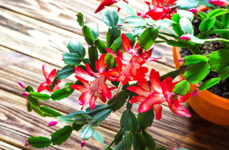 TOP tipy ako pestovať vianočný kaktus: Vďaka tomuto zakvitne!