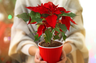 TOP tipy pre starostlivosť: Takto vianočná ruža vydrží krásna!