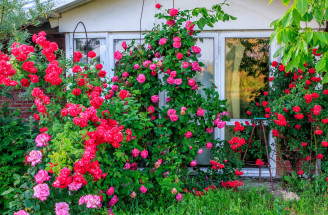 Záhradné ruže: Ktoré odrody by nemali chýbať vo vašej záhrade?