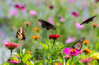 Ako prilákať užitočný hmyz do vašej záhrady? Vysaďte mu kvety!