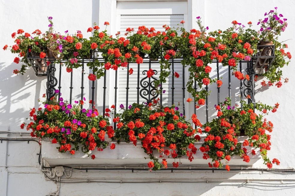 Pelargonie