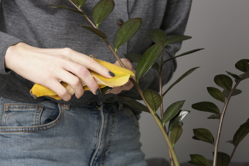 čistenie listov banánovou šupkou