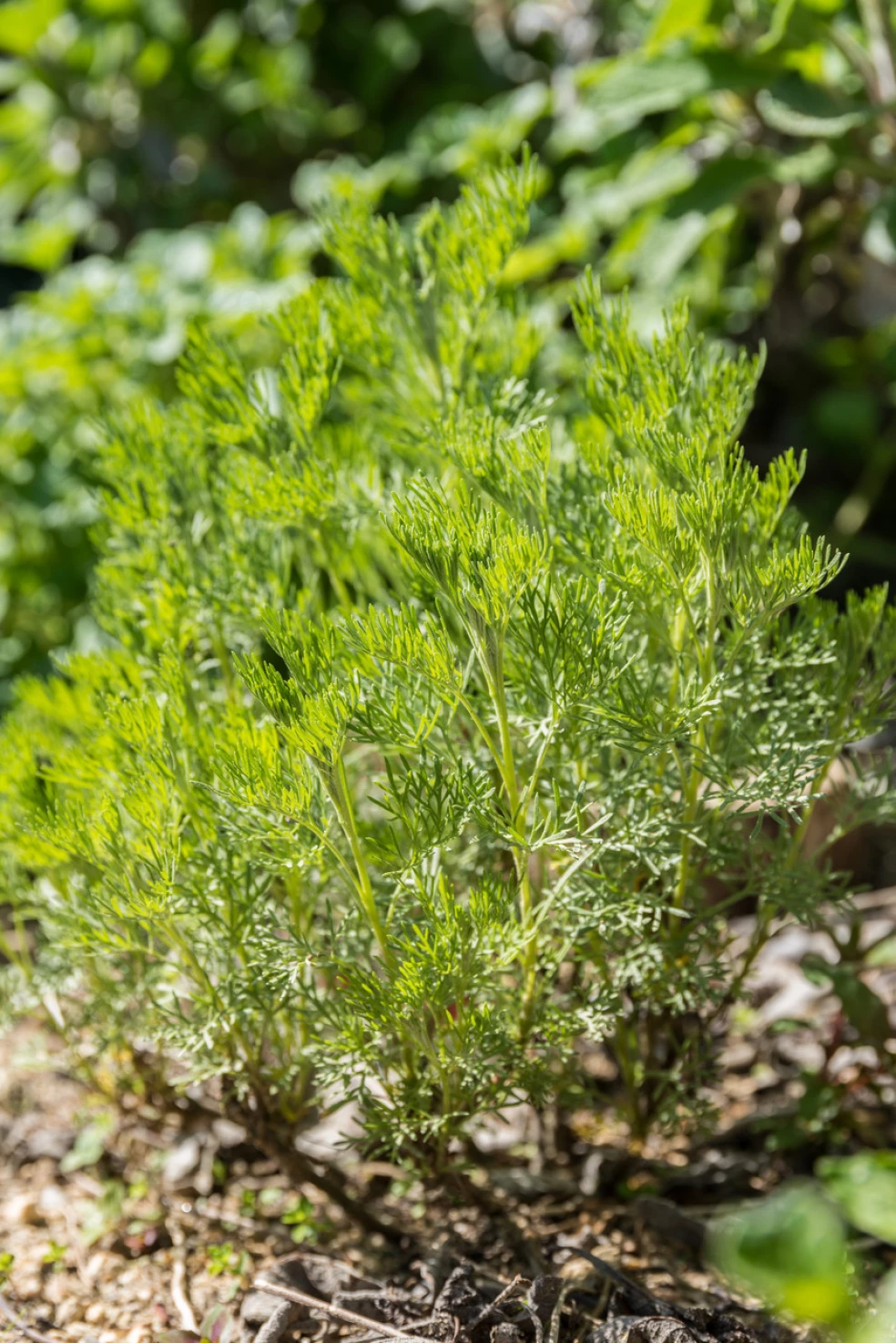 artemisia abrotanum maritima