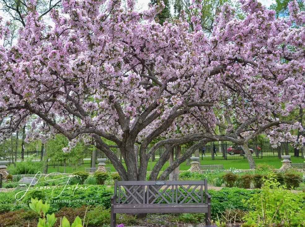 Okrasná čerešňa (sakura)