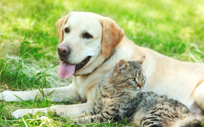 prípravky proti blchám pre psov a mačky