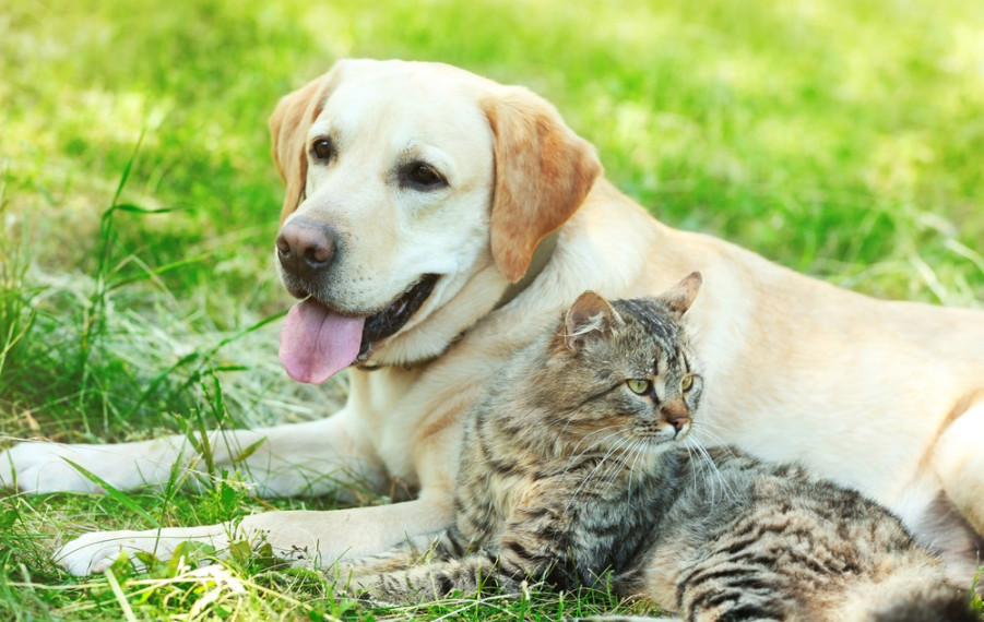 prípravky proti blchám pre psov a mačky