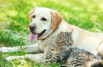 Top 10 prírodných prípravkov proti blchám pre psov a mačky - účinné riešenia z prírody