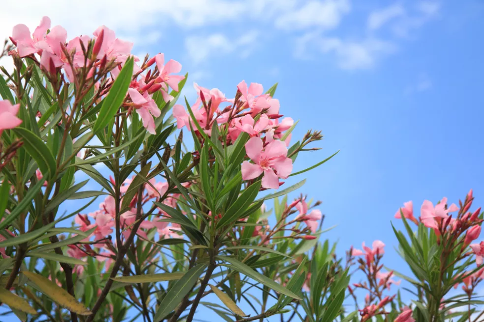 oleander