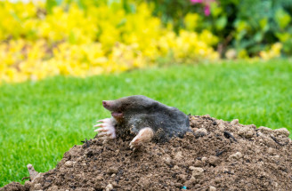 Ako sa zbaviť krtka v záhrade: 6 účinných a šetrných metód!