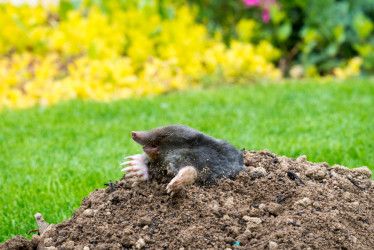 Ako sa zbaviť krtka v záhrade: 6 účinných a šetrných metód!