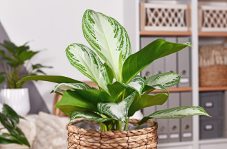 Aglaonema: Tropická kráska, ktorá oživí váš interiér aj bez veľkej starostlivosti!