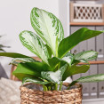 Aglaonema: Tropická kráska, ktorá oživí váš interiér aj bez veľkej starostlivosti!