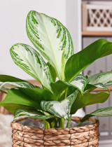 Aglaonema: Tropická kráska, ktorá oživí váš interiér aj bez veľkej starostlivosti!