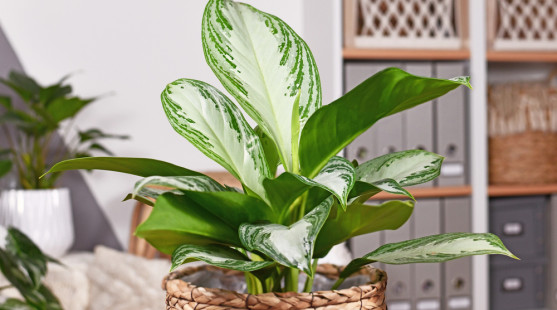 Aglaonema: Tropická kráska, ktorá oživí váš interiér aj bez veľkej starostlivosti!