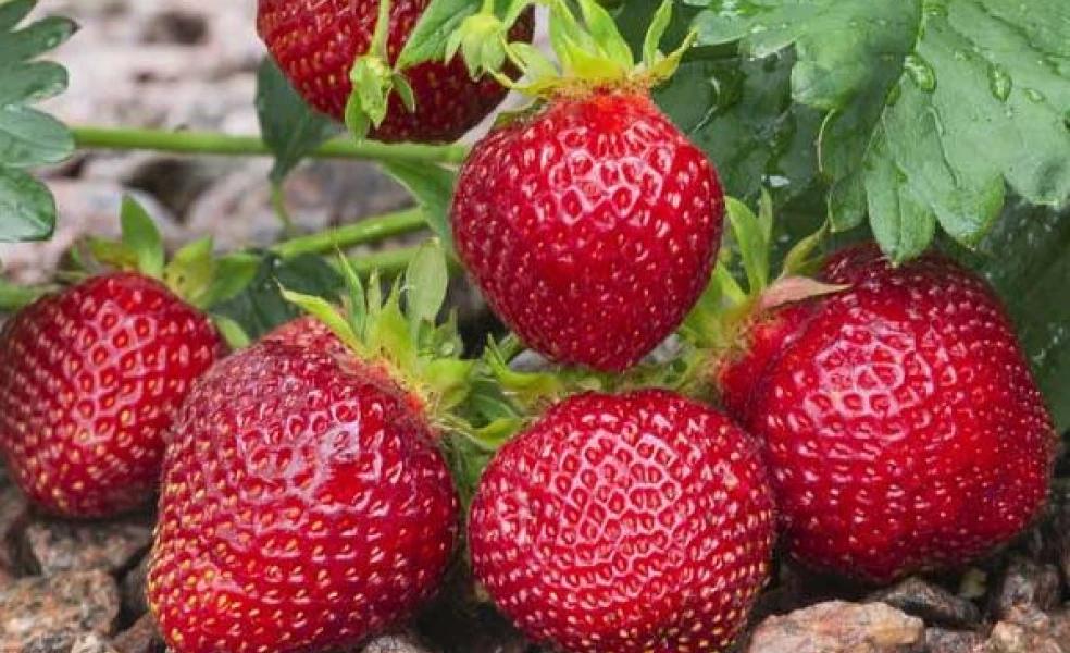 Zdravé sadenice jahôd pripravené na výsadbu v záhrade