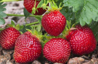 Očarujúce sadenice mesačných a záhradných jahôd: objavte ich tajomstvá