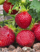 Očarujúce sadenice mesačných a záhradných jahôd: objavte ich tajomstvá