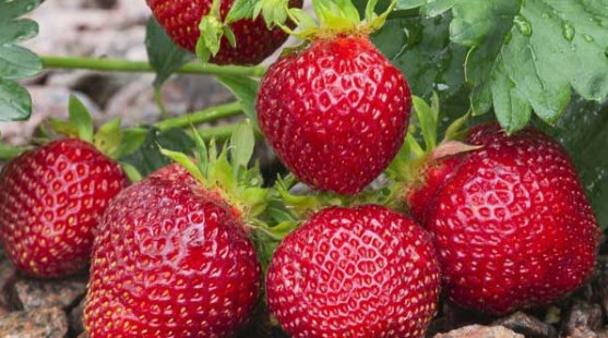 Očarujúce sadenice mesačných a záhradných jahôd: objavte ich tajomstvá