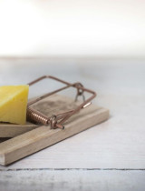 Prírodné verzus moderné odpudzovače hlodavcov – čo je účinnejšie?