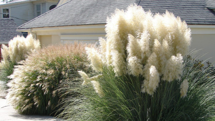 Okrasné trávy do záhrady: Ako ich pestovať a ktoré sú tie najobľúbenejšie?