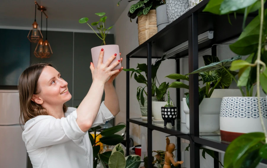 ako správne rozmiestniť rastliny v interiéri