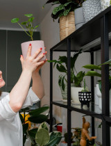 Ako rozmiestniť izbové rastliny v interiéri? Izbovky na správnych miestach ako funkčný prvok