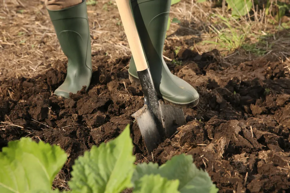rýľovanie pôdy na jar
