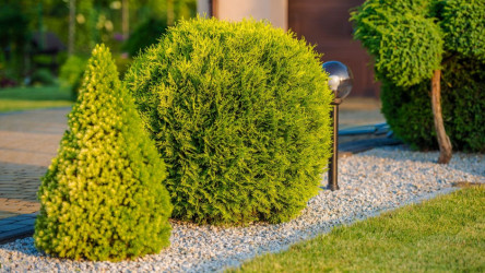 Starostlivosť o tuje: Prečo vysychajú? Takto budú krásne a zdravé!