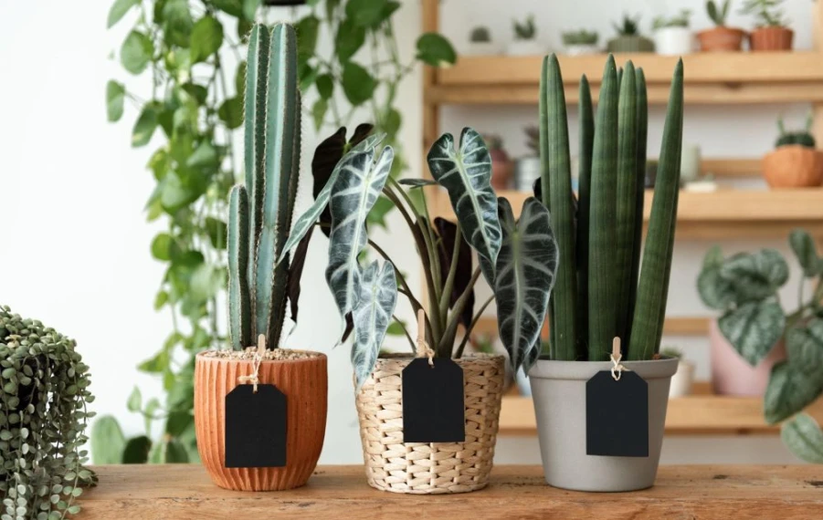 Aký kvetináč je najlepší do bytu aj záhrady