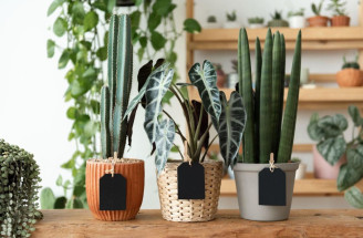 Aký kvetináč je najlepší? Porovnanie materiálov, drenáže a dizajnových možností pre interiér aj exteriér