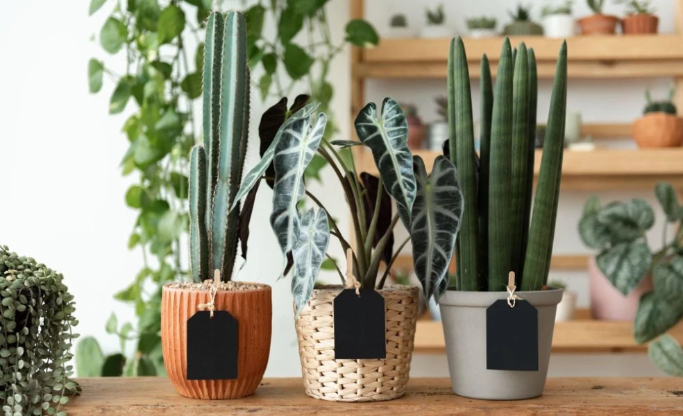 Aký kvetináč je najlepší do bytu aj záhrady