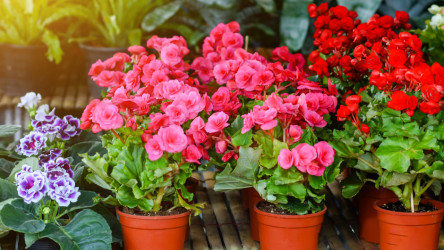 Nenáročné rastliny do vonkajších kvetináčov, ktoré skrášlia okno, balkón i terasu