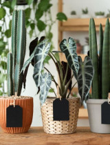 Aký kvetináč je najlepší? Porovnanie materiálov, drenáže a dizajnových možností pre interiér aj exteriér