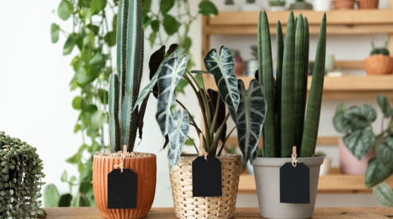 Aký kvetináč je najlepší? Porovnanie materiálov, drenáže a dizajnových možností pre interiér aj exteriér