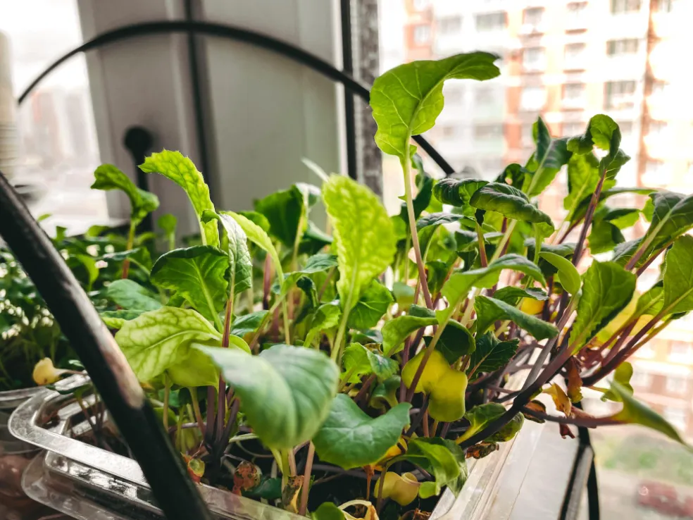 ako vytvoriť jedlú záhradu