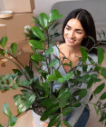 Zamioculcas: Najvďačnejšia izbová rastlina na svete, ktorú zvládne pestovať každý