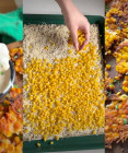 Parmezánové kukuričné chipsy: virálny recept z 2 ingrediencií