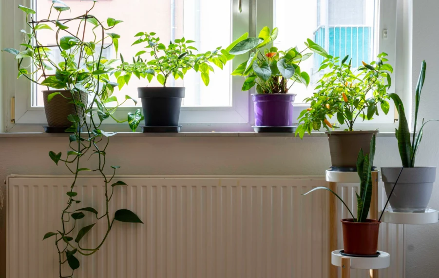 Sansevieria a zamiokulkas v črepníkoch v svetlej obývačke pri radiátore